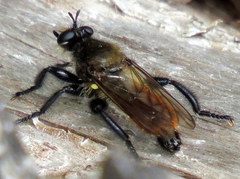 Laphria janus
