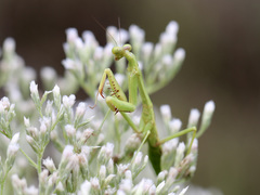 Stagmomantis floridensis