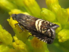 Grapholita interstinctana