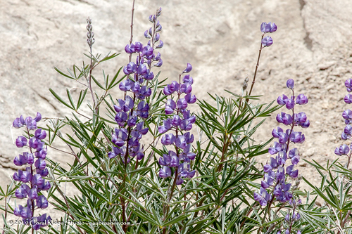 Silvery lupine (Lupinus argenteus)