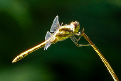 Odonata