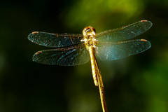 Odonata