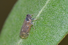 Hyalesthes
