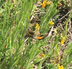 Proserpinus clarkiae