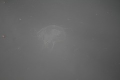 Chrysaora chesapeakei