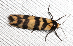 Scaptesyle equidistans