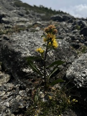 Solidago leiocarpa