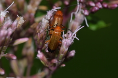 Rhagonycha fulva