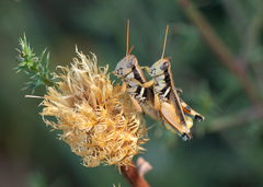 Melanoplus glaucipes