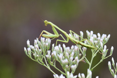 Stagmomantis floridensis