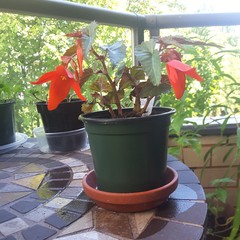 Begonia boliviensis