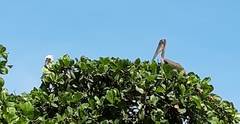 Pelecanus occidentalis