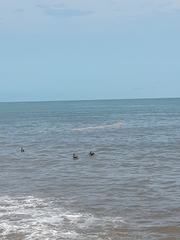 Pelecanus occidentalis