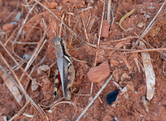 Melanoplus glaucipes