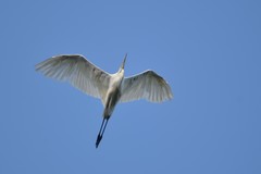 Ardea alba