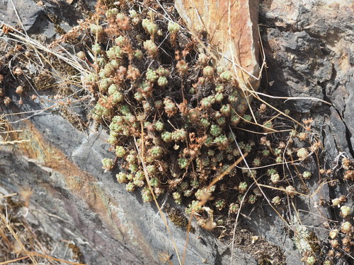 Sedum hirsutum