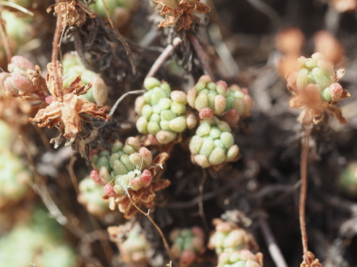 Sedum hirsutum