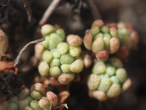 Sedum hirsutum