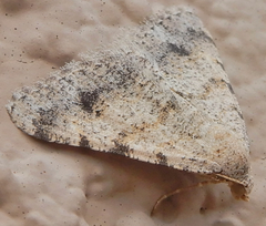 Digrammia pervolata