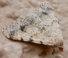 Digrammia pervolata