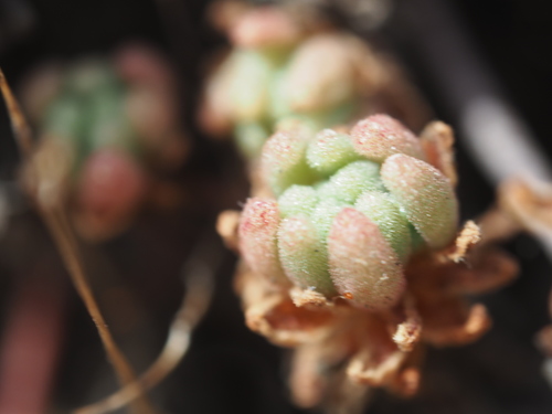 Sedum hirsutum