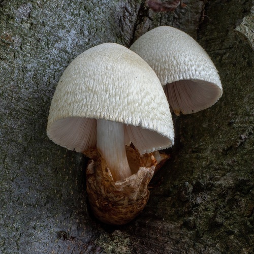 Pošvovec stromový (Volvariella bombycina)
