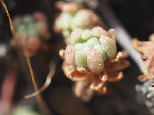 Sedum hirsutum