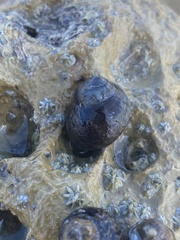 Littorina saxatilis