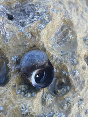 Littorina saxatilis