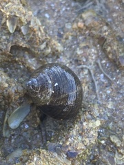 Littorina saxatilis