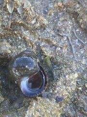Littorina saxatilis