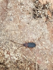 Uleiota dubia