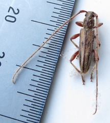 Eburida sublineata