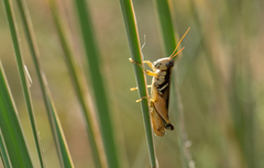 Melanoplus glaucipes