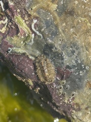 Acanthochitona crinita