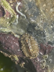 Acanthochitona crinita