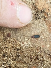 Uleiota dubia