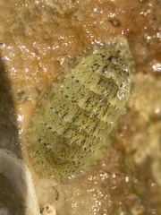 Lepidochitona cinerea