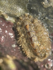 Acanthochitona crinita