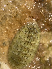 Lepidochitona cinerea