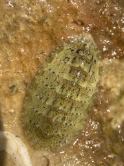 Lepidochitona cinerea