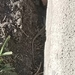 photo of Italian Wall Lizard (Podarcis siculus)