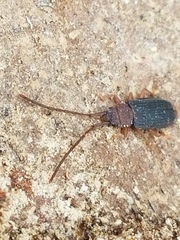 Uleiota dubia