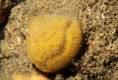 Mycale macilenta