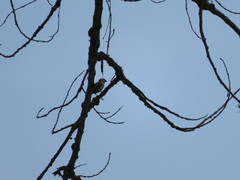 Passer domesticus