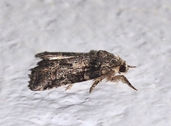 Bryophilinae