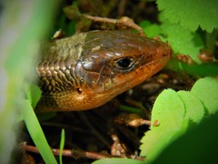 Plestiodon gilberti placerensis