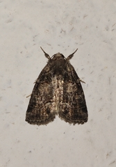 Bryophilinae