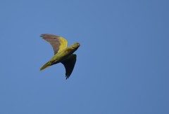Psittacula krameri