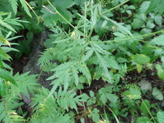 Descurainia tanacetifolia